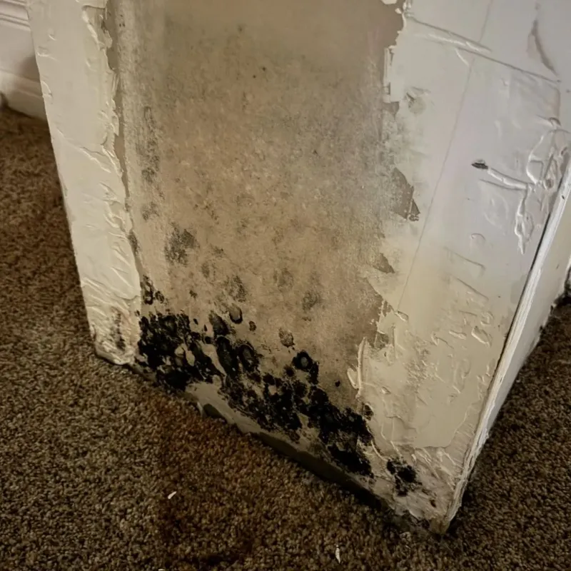 Professional Mold Removal in Flower Mound, TX